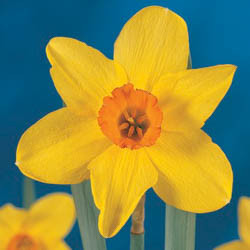 Daffodils classification, Daffodils types, Daffodils Groups, Narcissus classification, Narcissus types, Narcissus Groups, Narcissus Divisions, Daffodils Divisions